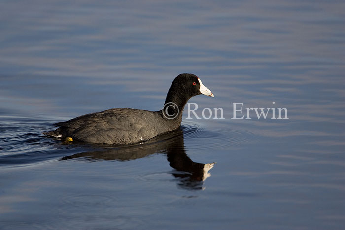 American Coot