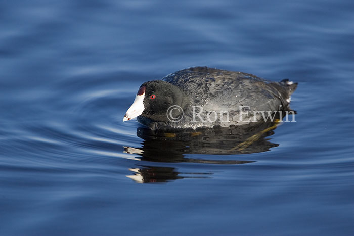 American Coot