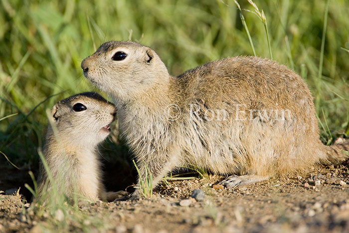 Gophers