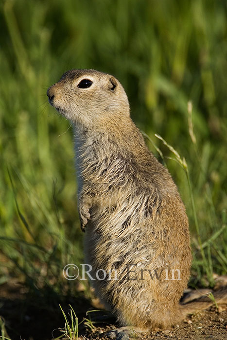 Richardson's Ground Squirrel