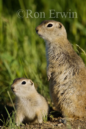 Richardson's Ground Squirrels