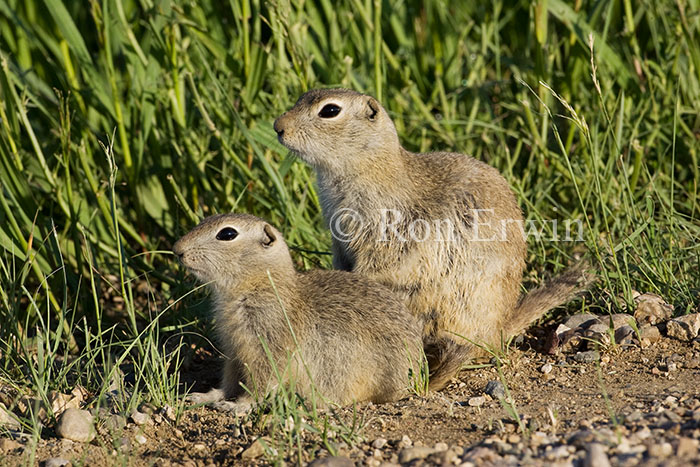 Gophers