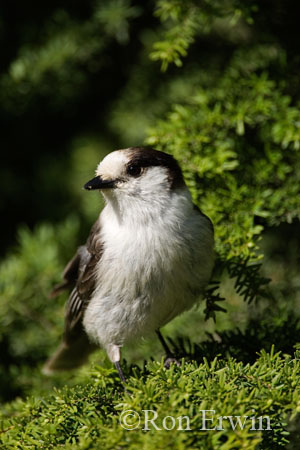 Gray Jay