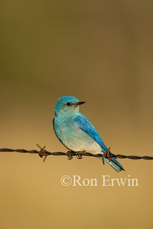 Mountain Bluebird