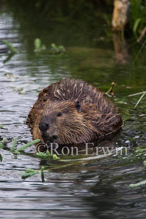 Beaver- an official Canadian Emblem 