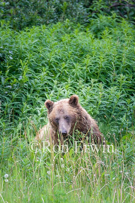 Grizzly Bear