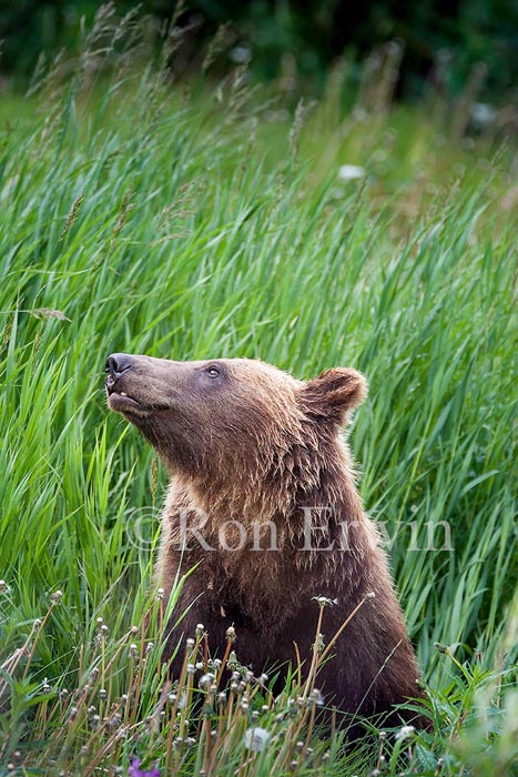 Grizzly Bear