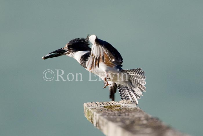 Female Belted Kingfisher © Ron Erwin
