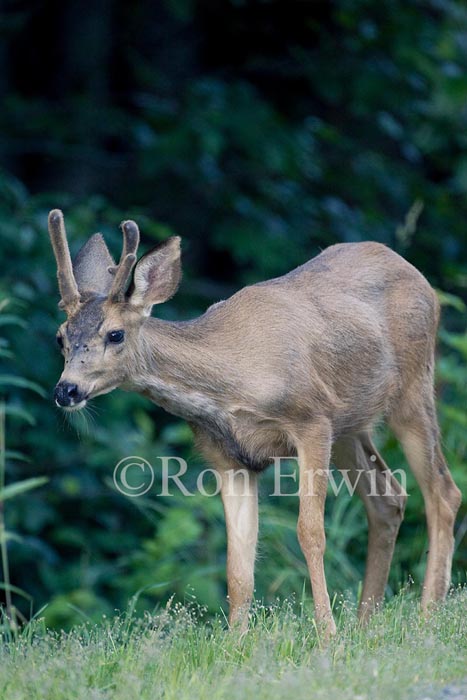 Mule Deer Male