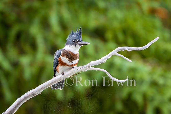 Female Belted Kingfisher