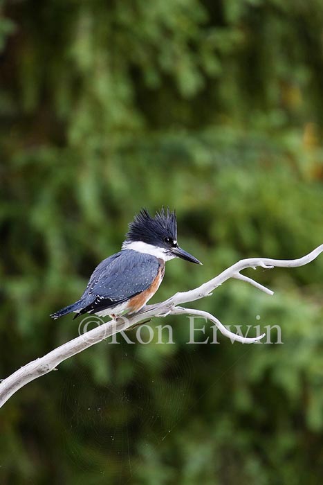 Female Belted Kingfisher