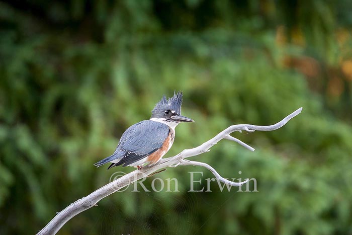 Female Belted Kingfisher