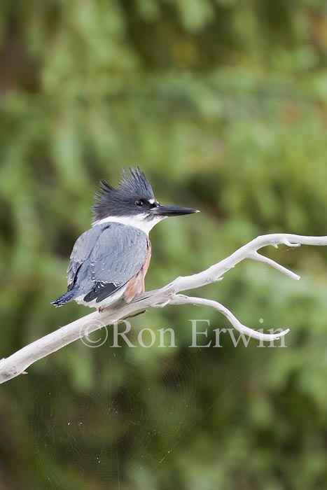 Female Belted Kingfisher