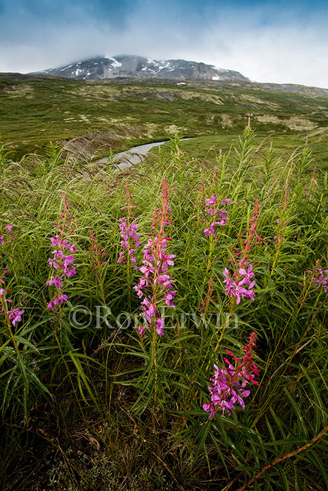 Tatshenshini-Alsek Park