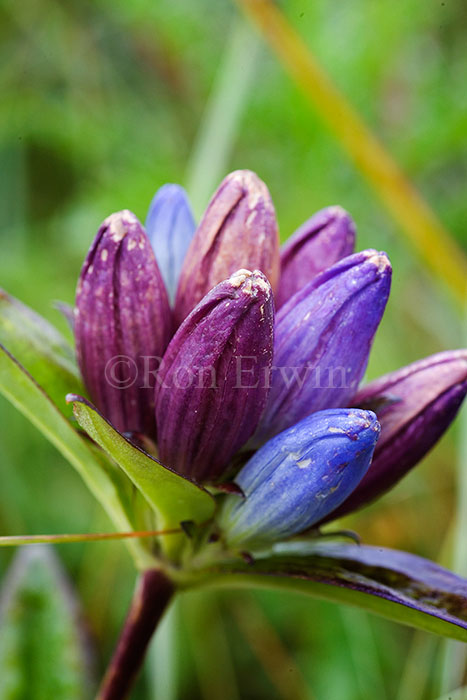 Closed Gentian