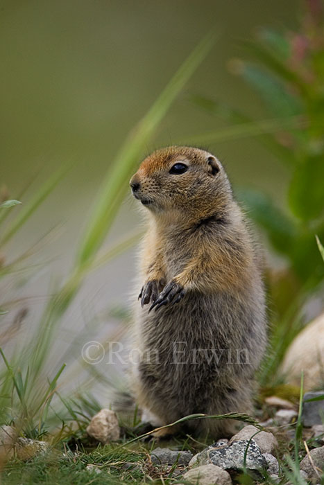 Arctic Ground Squirrel