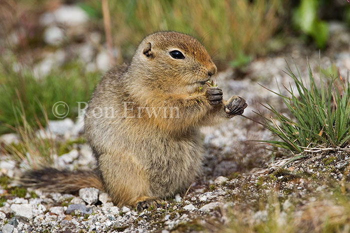 Arctic Ground Squirrel