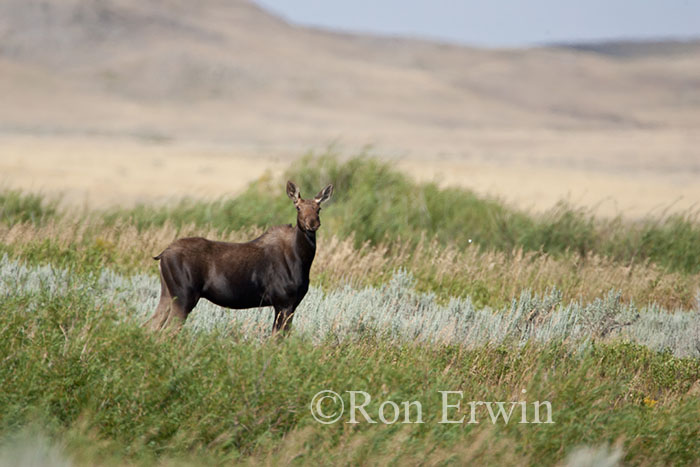 Cow Moose