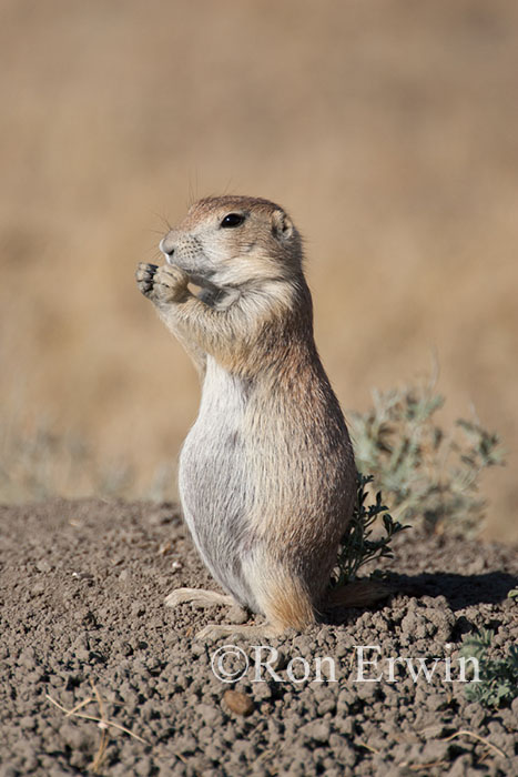 Black-tailed Prairie Dog