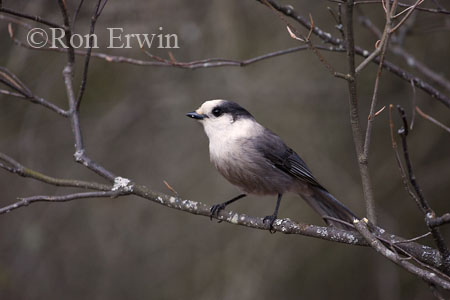 Gray Jay