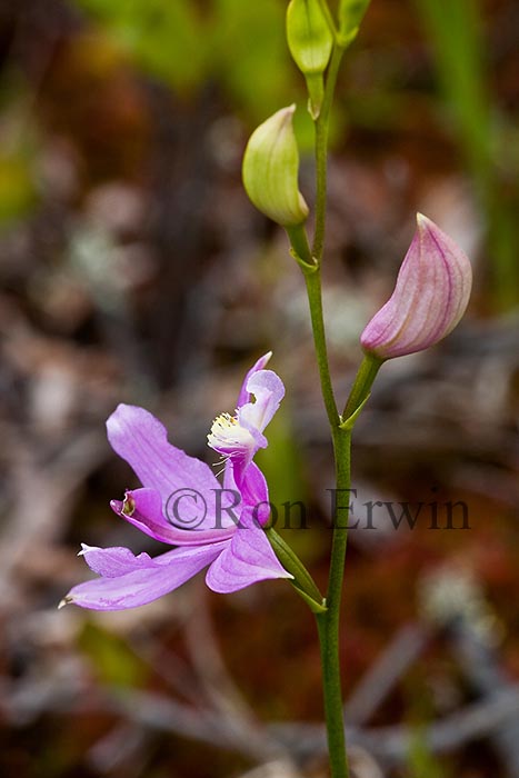 Grass Pink Orchid