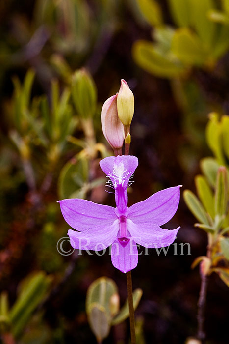 Grass Pink Orchid