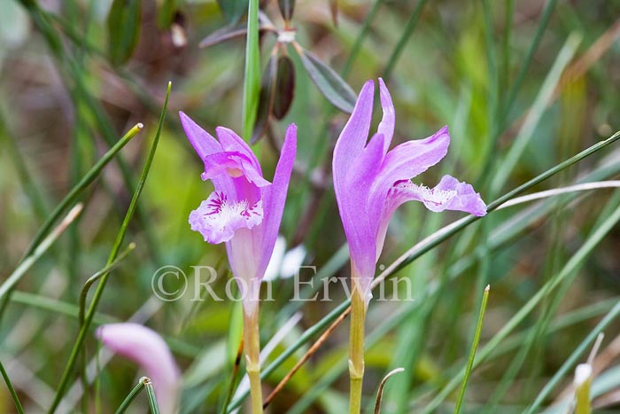 Arethusa Orchids