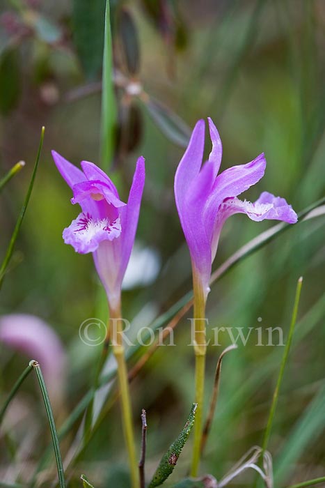 Arethusa Orchids