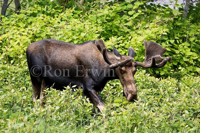 Bull Moose