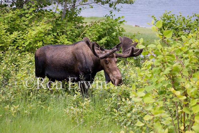 Bull Moose