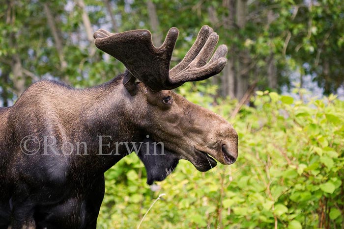 Bull Moose Profile