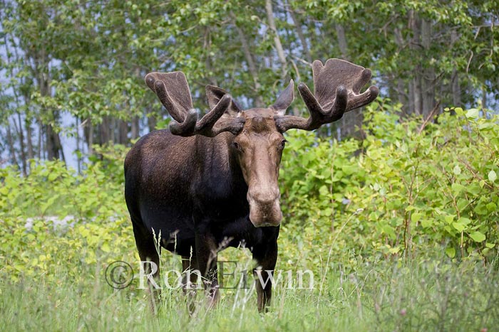 Bull Moose