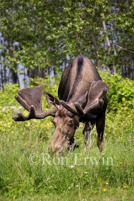 Bull Moose