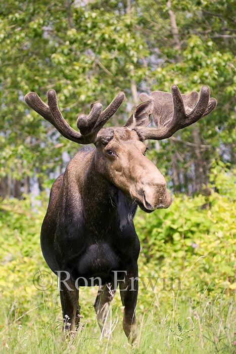 Bull Moose