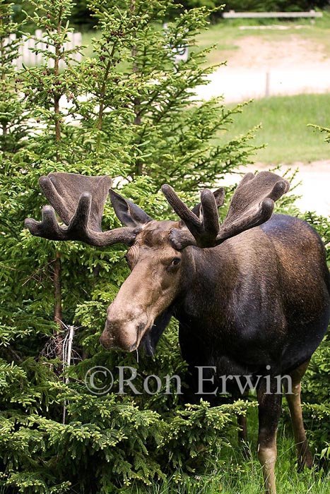 Bull Moose