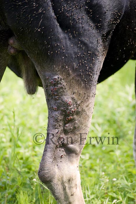 Bugs biting a Bull Moose