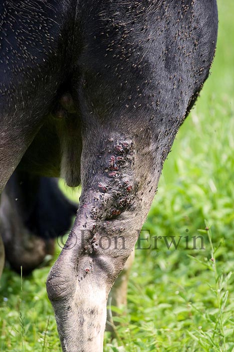 Bugs biting a Bull Moose