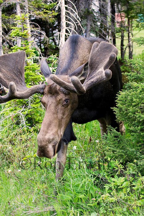 Bull Moose