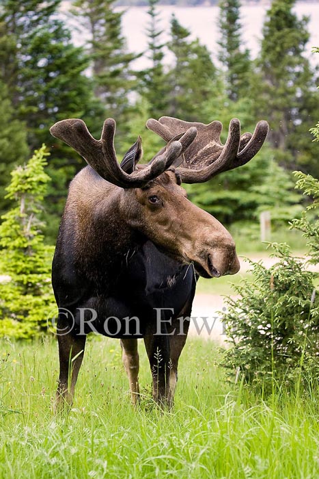 Bull Moose