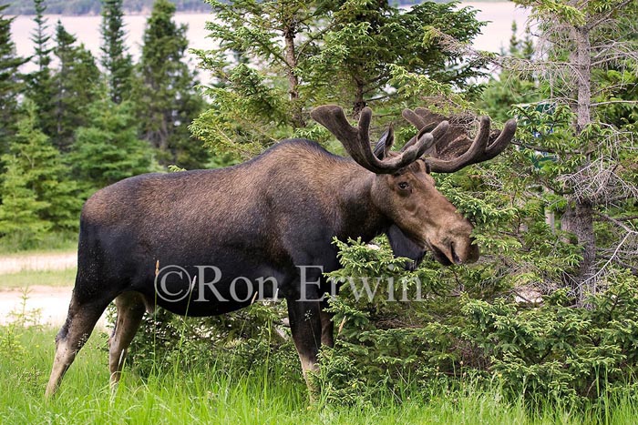 Bull Moose