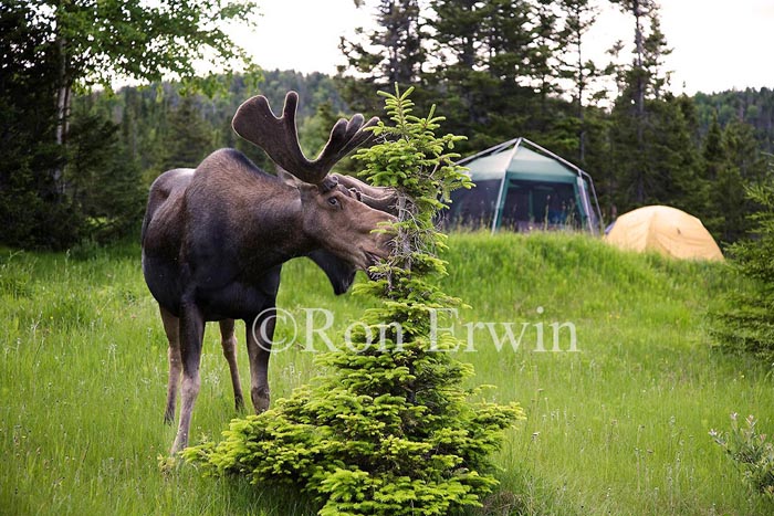 Bull Moose