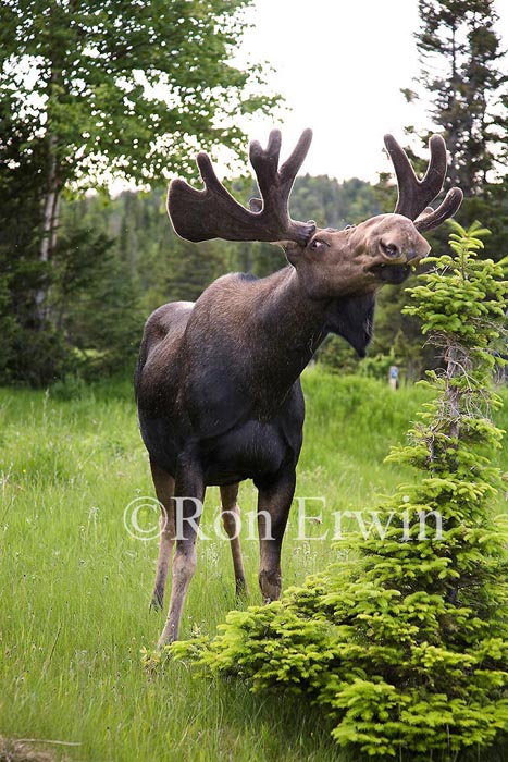 Bull Moose