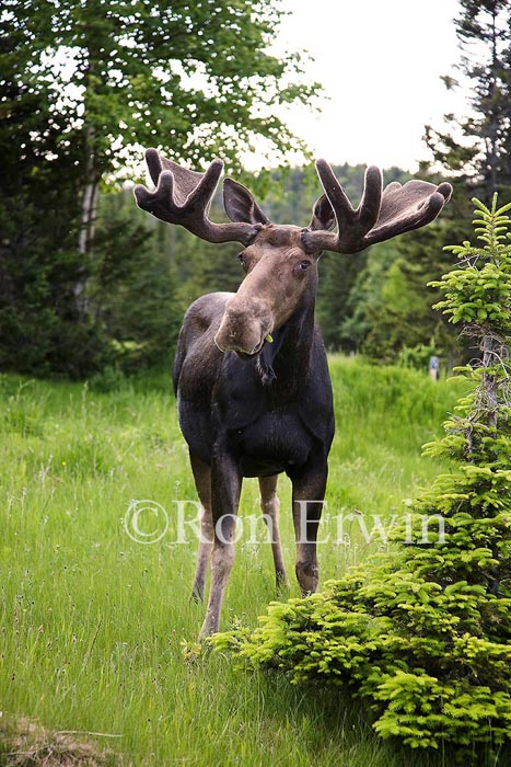 Bull Moose