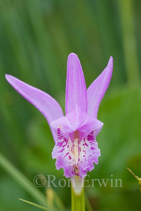 Arethusa Orchid