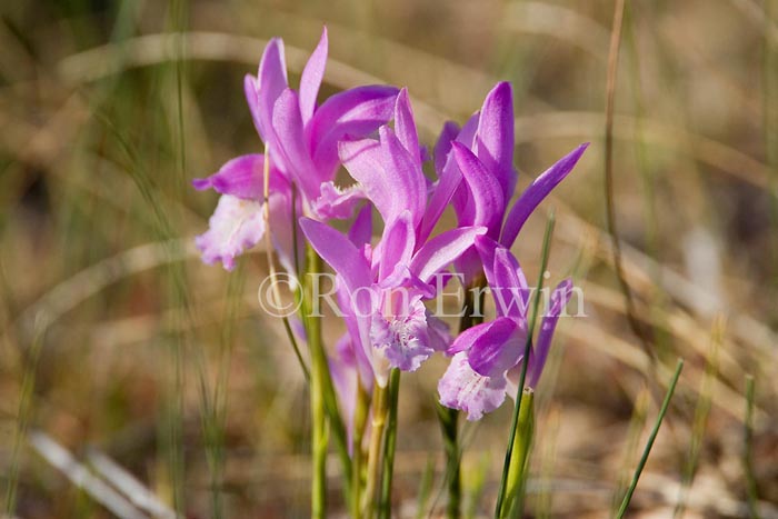 Arethusa Orchids