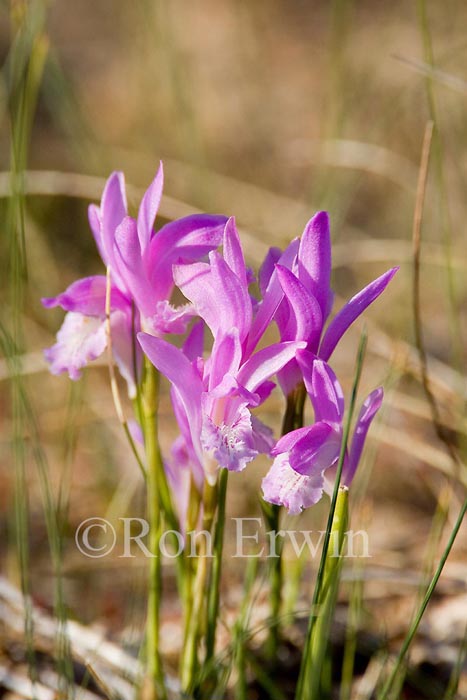 Arethusa Orchids