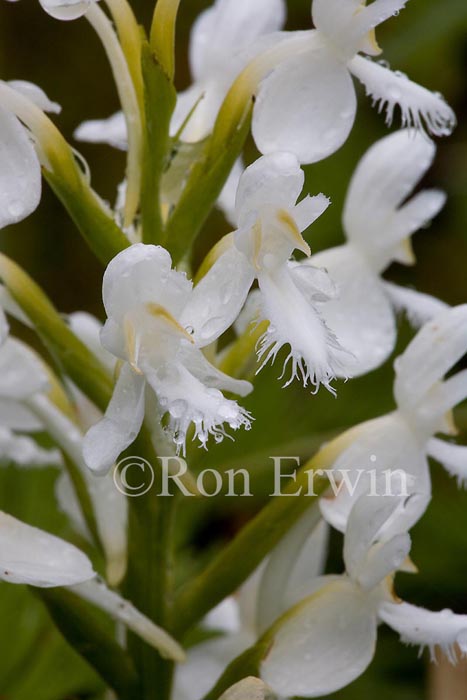 White Fringed Orchis