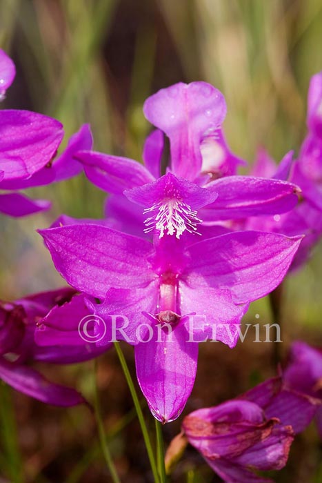 Grass Pink Orchids