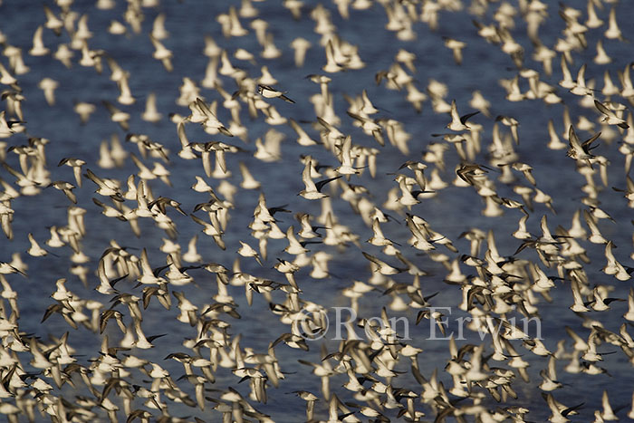 Shorebird Migration © Ron Erwin