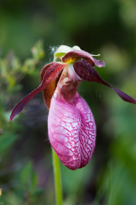 Pink Moccasin Flower